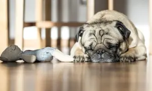 Un carlino dorme sul pavimento di legno, accanto a un pupazzo. Un promemoria per pulire i peli del cane dal divano.