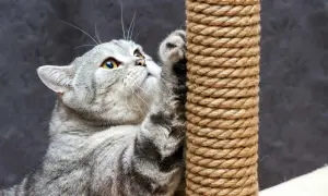 Gatto grigio graffia un tiragraffi, un modo per salvare il divano dal gatto.