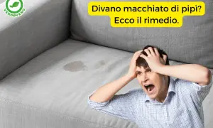 Uomo disperato con macchie di pipì sul divano. Scopri come togliere odori dal divano e risolvere il problema.