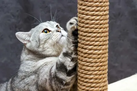 Gatto grigio graffia un tiragraffi, un modo per salvare il divano dal gatto.