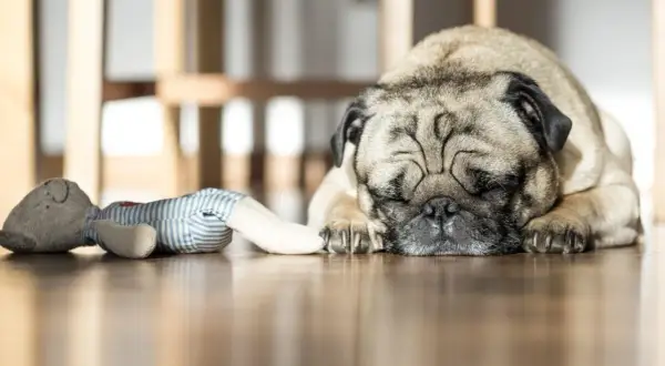 Un carlino dorme sul pavimento di legno, accanto a un pupazzo. Un promemoria per pulire i peli del cane dal divano.