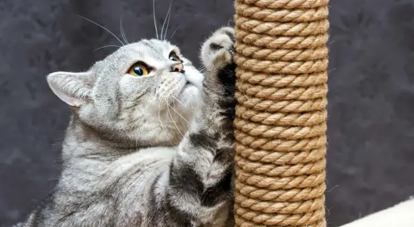 Gatto grigio graffia un tiragraffi, un modo per salvare il divano dal gatto.