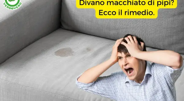 Uomo disperato con macchie di pipì sul divano. Scopri come togliere odori dal divano e risolvere il problema.
