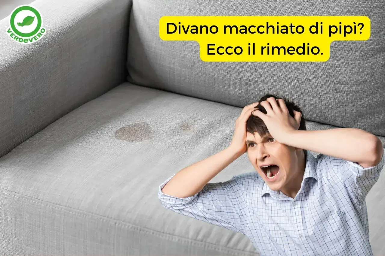 Uomo disperato con macchie di pipì sul divano. Scopri come togliere odori dal divano e risolvere il problema.
