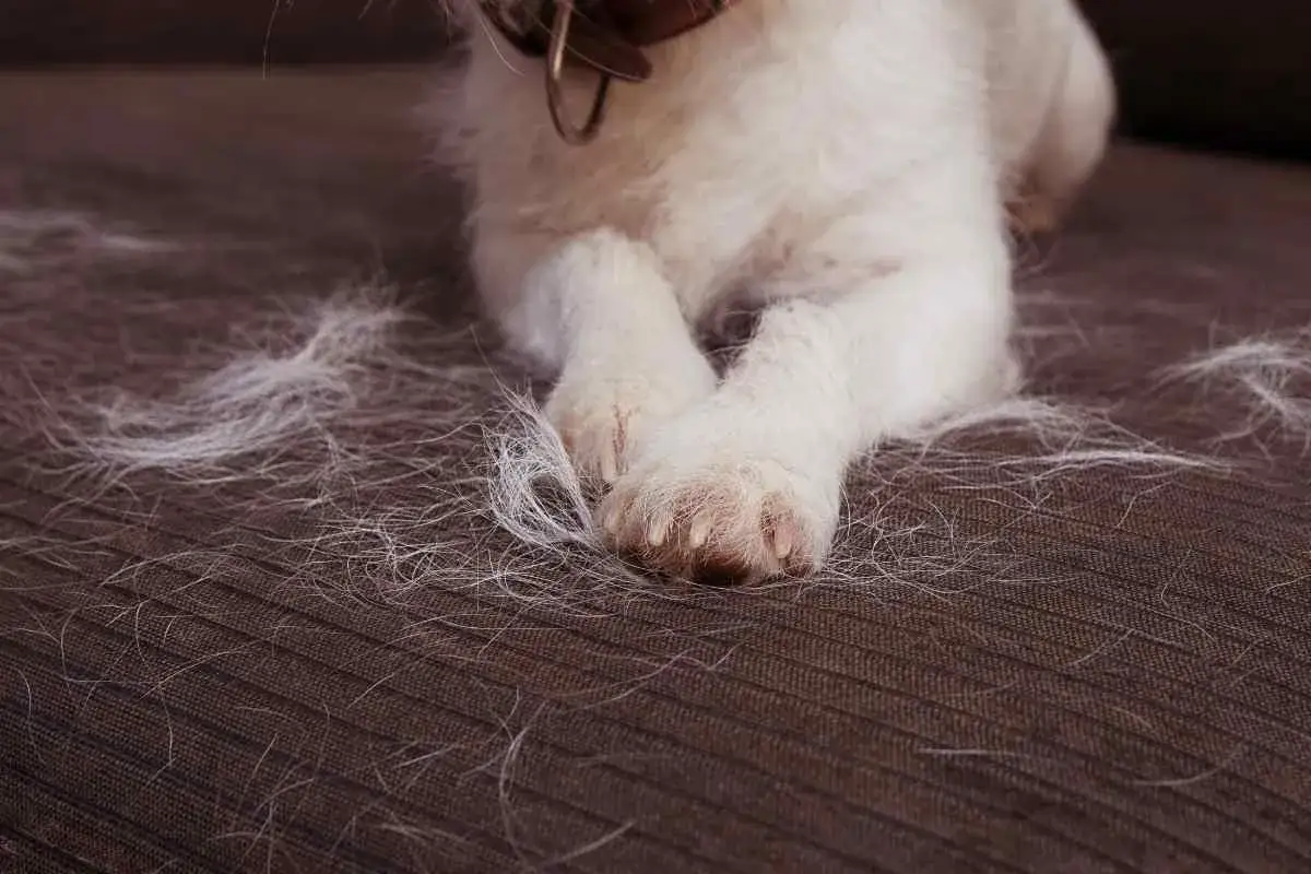 Zamettiti all'opera per capire come togliere i peli del cane dal divano. Il tuo amico a quattro zampe ha lasciato una scia di pelo bianco sul tessuto marrone.