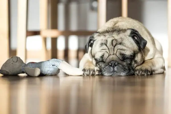 Un carlino dorme sul pavimento di legno, accanto a un pupazzo. Un promemoria per pulire i peli del cane dal divano.