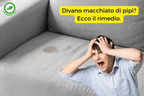 Uomo disperato con macchie di pipì sul divano. Scopri come togliere odori dal divano e risolvere il problema.